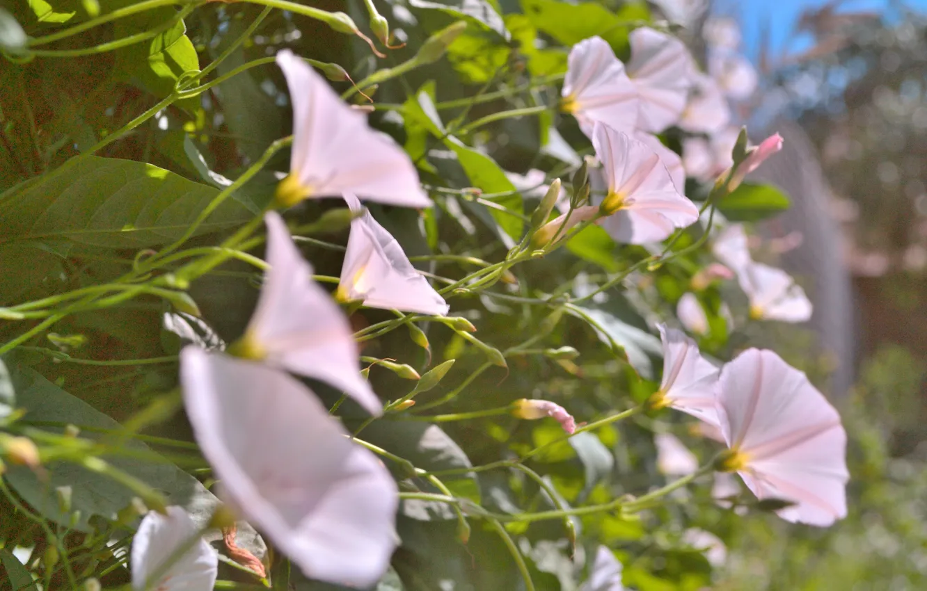 Photo wallpaper flowers, bells, buds, eel