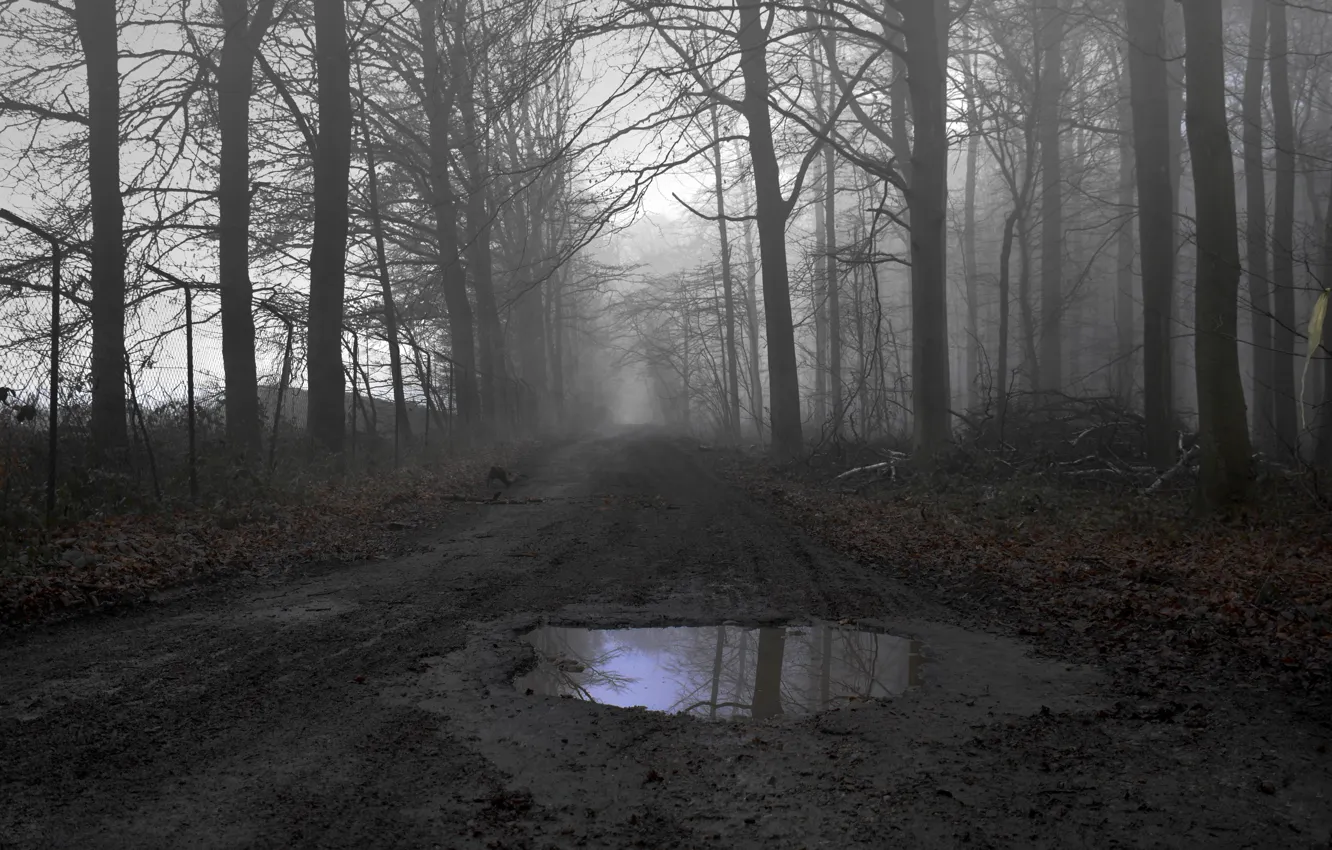 Photo wallpaper road, forest, puddle