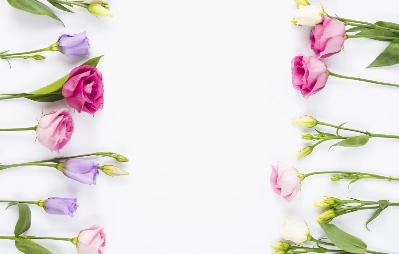 Photo wallpaper flowers, buds, fresh, pink, flowers, violet, eustoma, eustoma