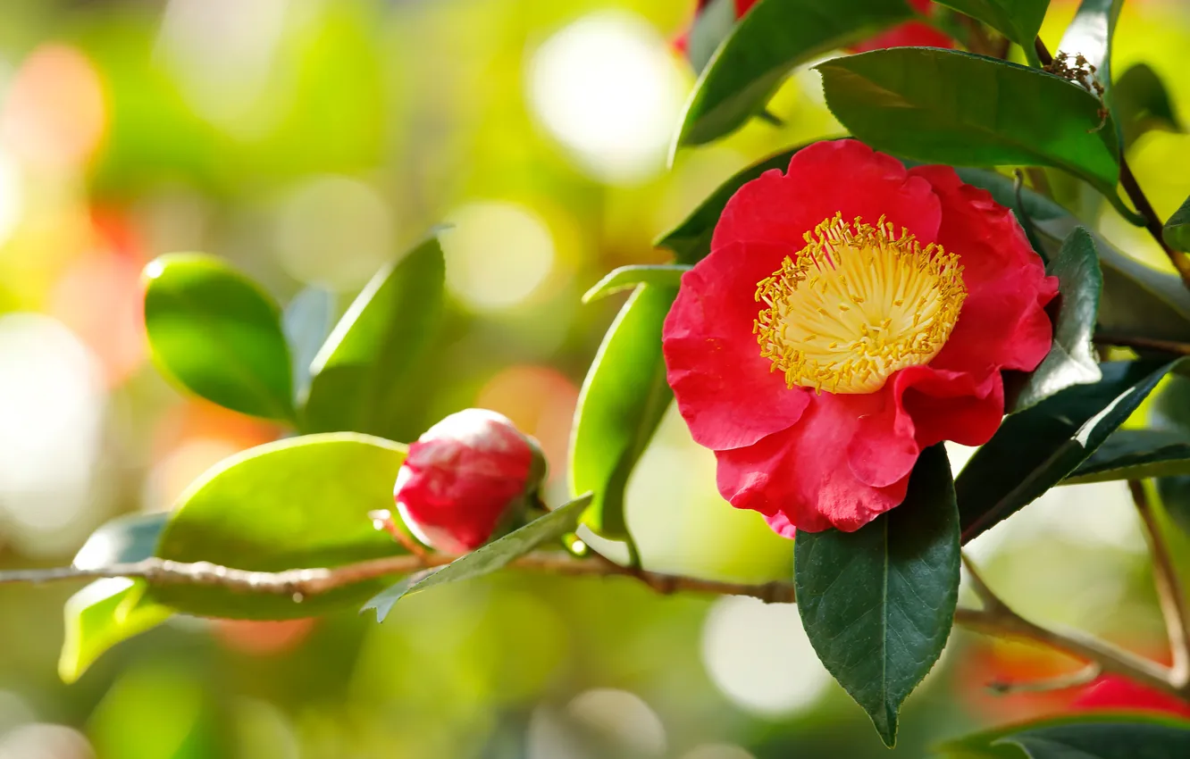 Photo wallpaper leaves, light, flowers, branches, red, buds, green background, bokeh