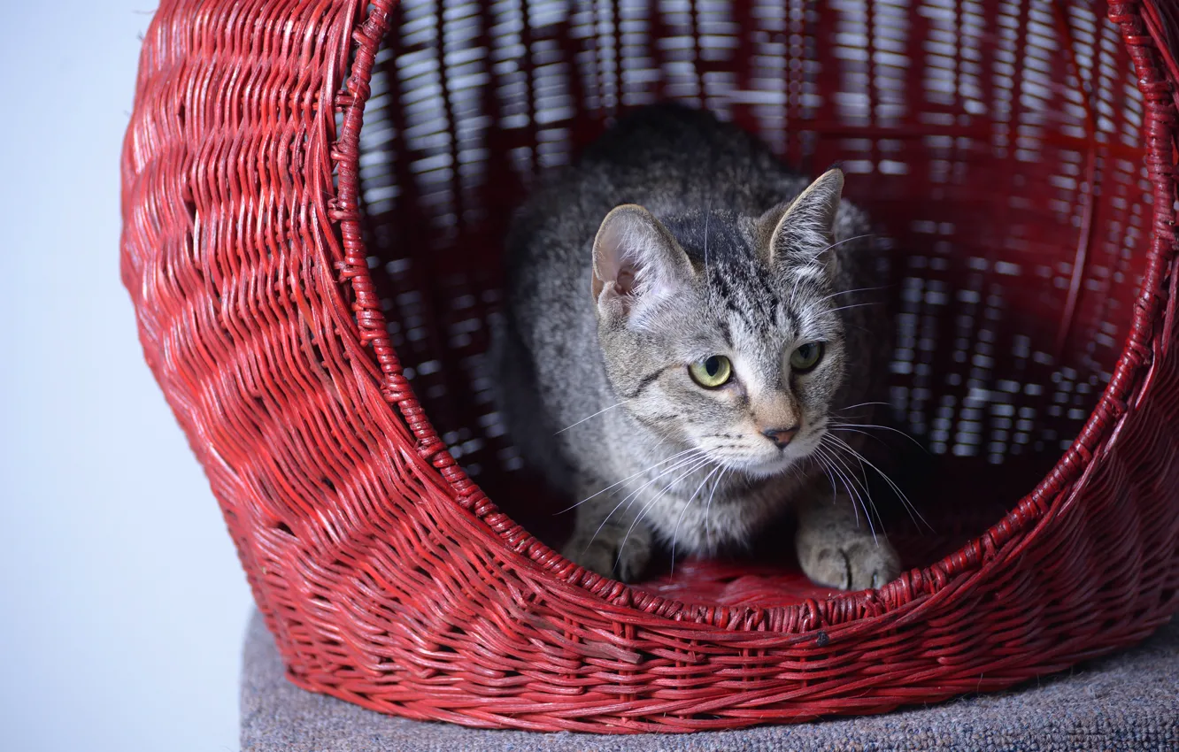 Photo wallpaper cat, cat, look, face, house, basket