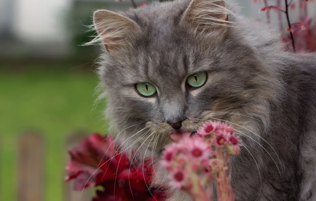 Photo wallpaper cat, cat, flowers, muzzle