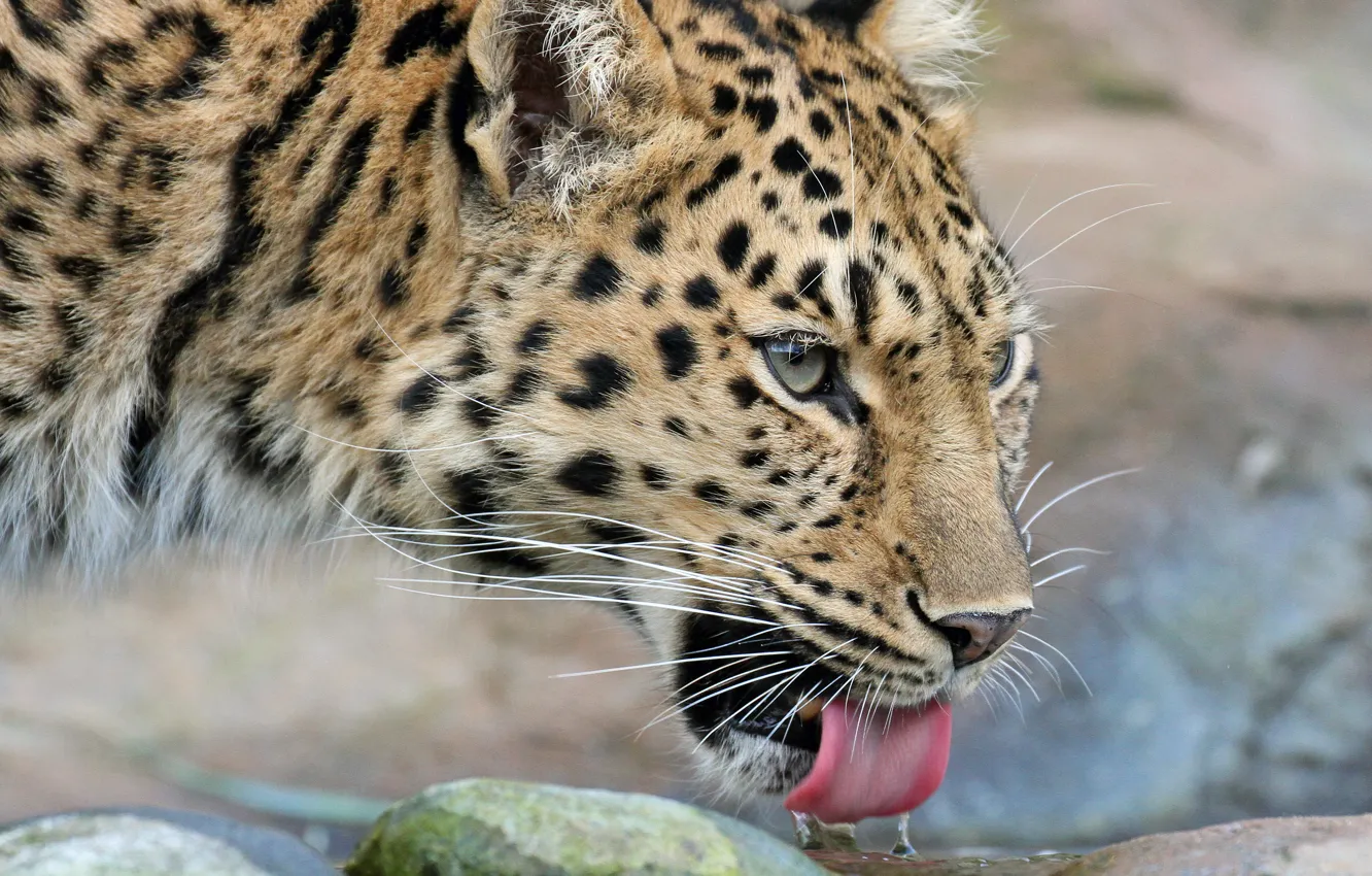 Photo wallpaper language, cat, look, face, leopard, drink, Amur