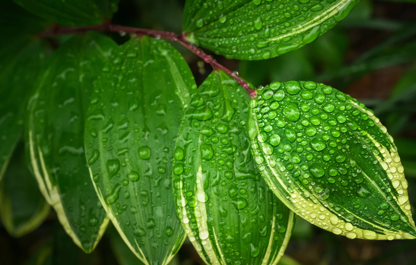 Photo wallpaper leaves, drops, Rosa