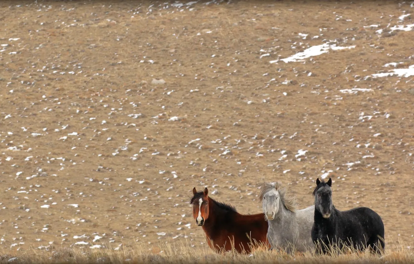 Photo wallpaper grey, horse, horse, crows, trio, wild, chestnut