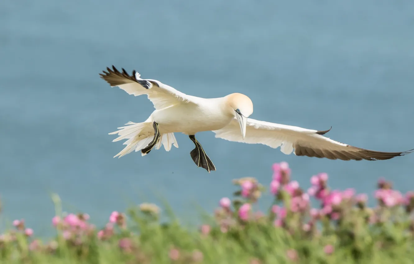 Wallpaper flight, flowers, nature, bird, wings, Gannet images for