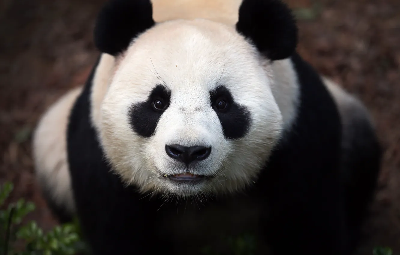 Photo wallpaper look, face, portrait, bear, Panda