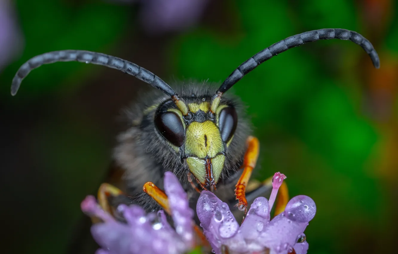 Photo wallpaper flower, look, drops, macro, the dark background, bee, hornet, antennae