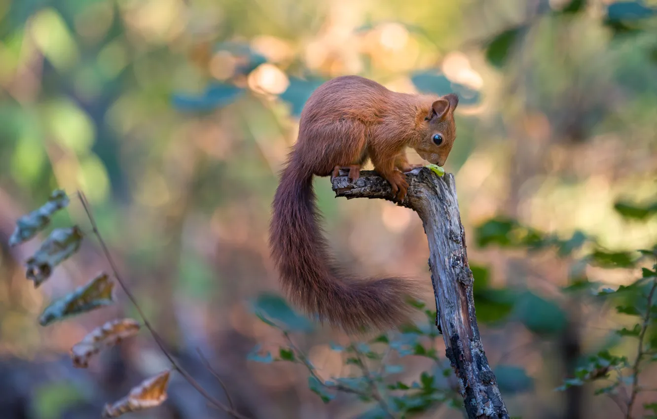 Photo wallpaper nature, pose, protein, bitches, bokeh, rodent, squirrel