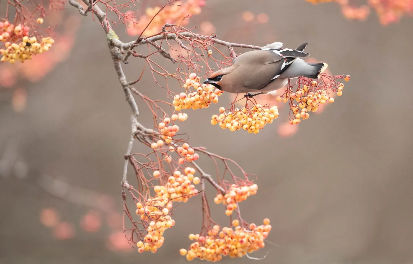 Photo wallpaper autumn, trees, branches, yellow, berries, background, bird, fruit