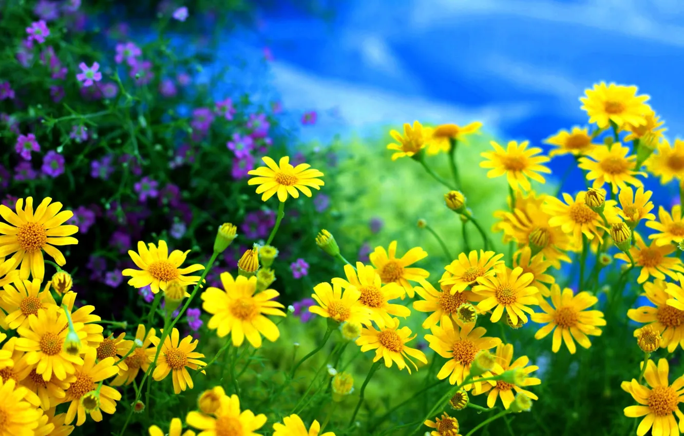 Photo wallpaper flowers, chamomile, field, yellow