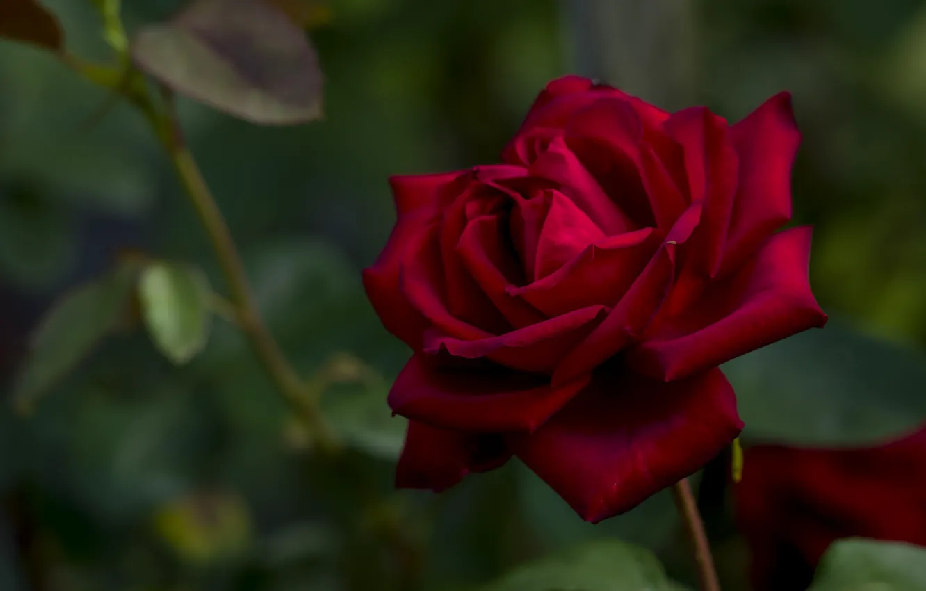 Photo wallpaper rose, beauty, red