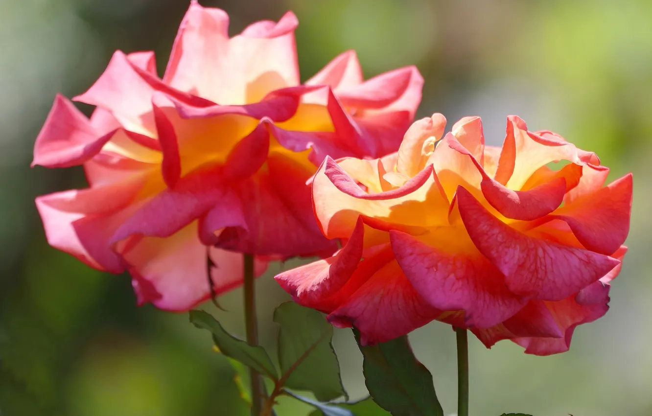 Photo wallpaper light, background, bright, roses, buds, two flowers, orange-red