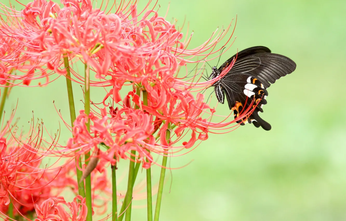 Photo wallpaper macro, flowers, red, pattern, butterfly, black, Lily, stem