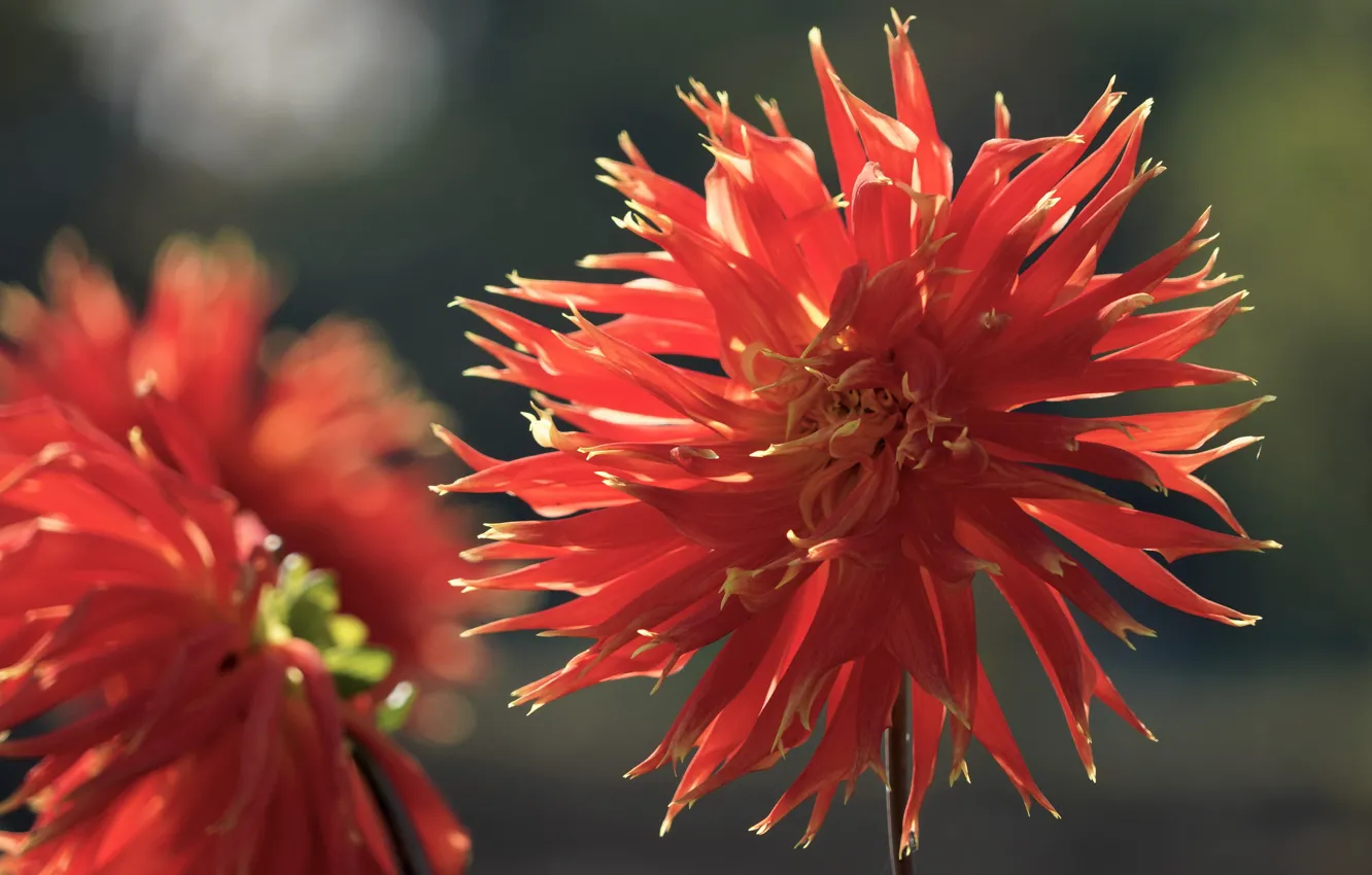 Photo wallpaper macro, light, flowers, red, petals, dahlias
