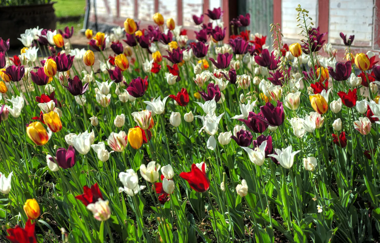 Photo wallpaper flowers, house, spring, yellow, garden, tulips, red, white