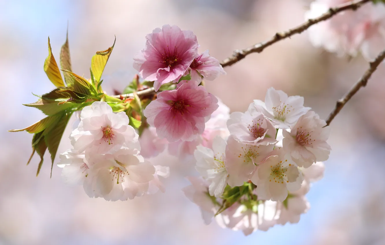 Photo wallpaper leaves, light, flowers, branches, spring, Sakura, pink, white