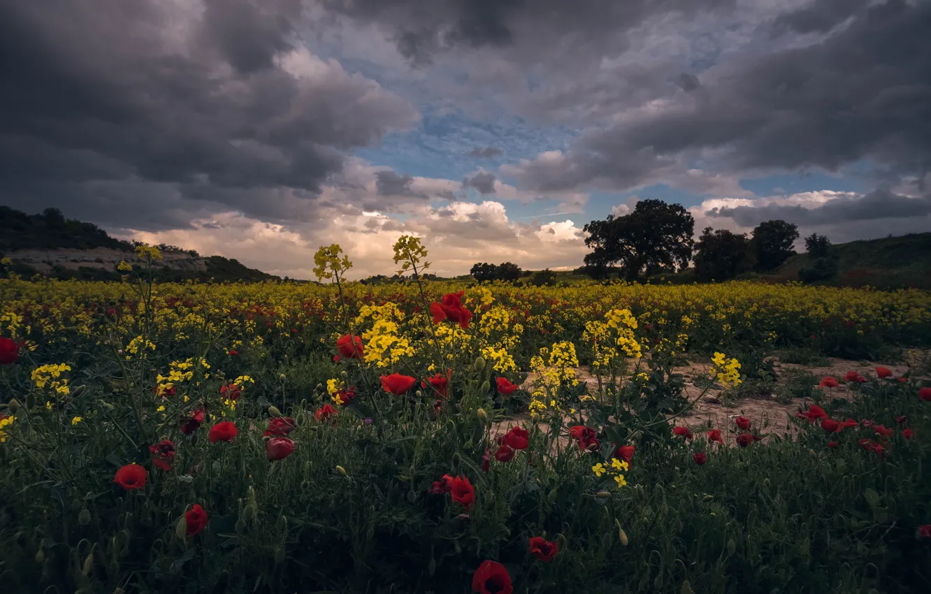 Photo wallpaper field, summer, the sky, flowers, clouds, Maki, rape
