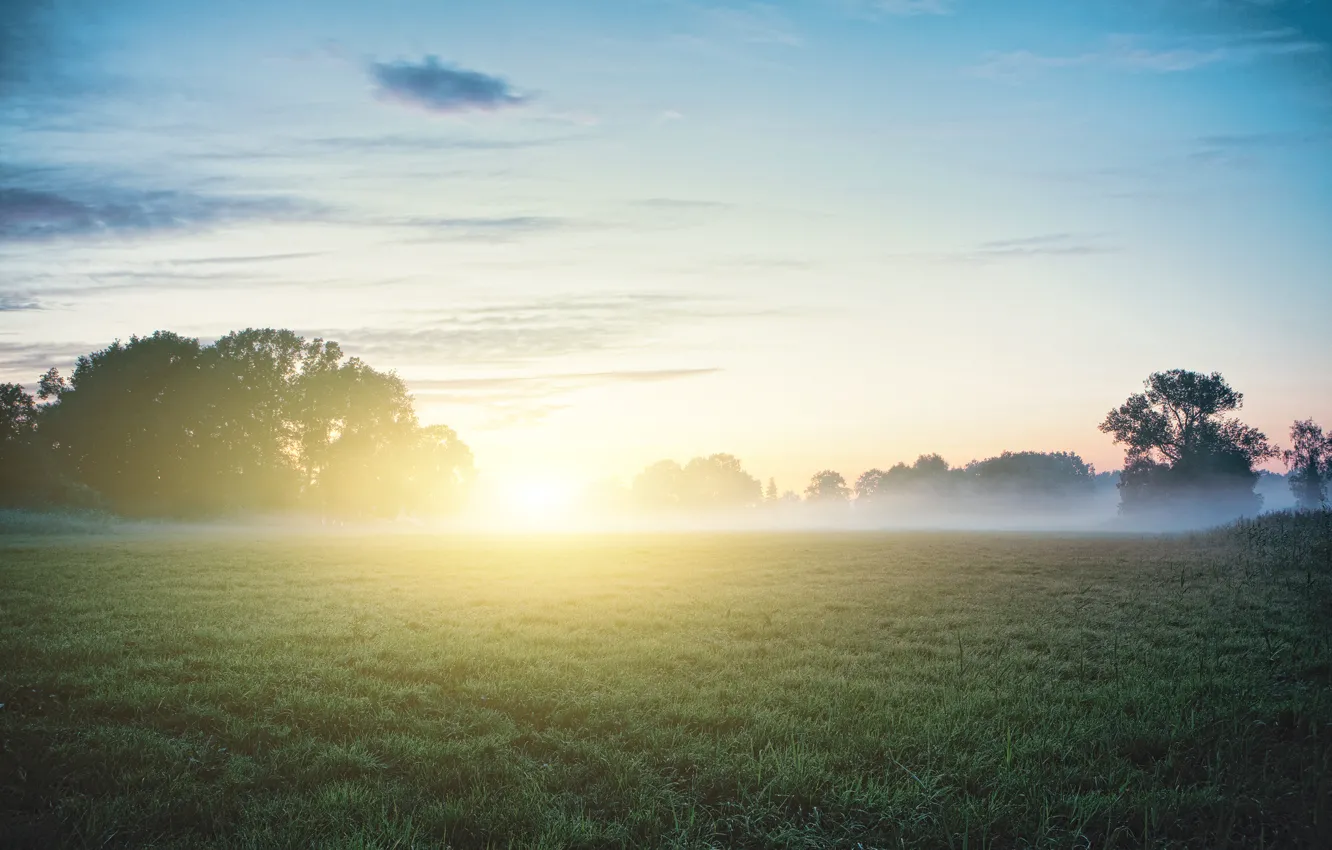 Photo wallpaper grass, the sun, fog, Rosa, morning