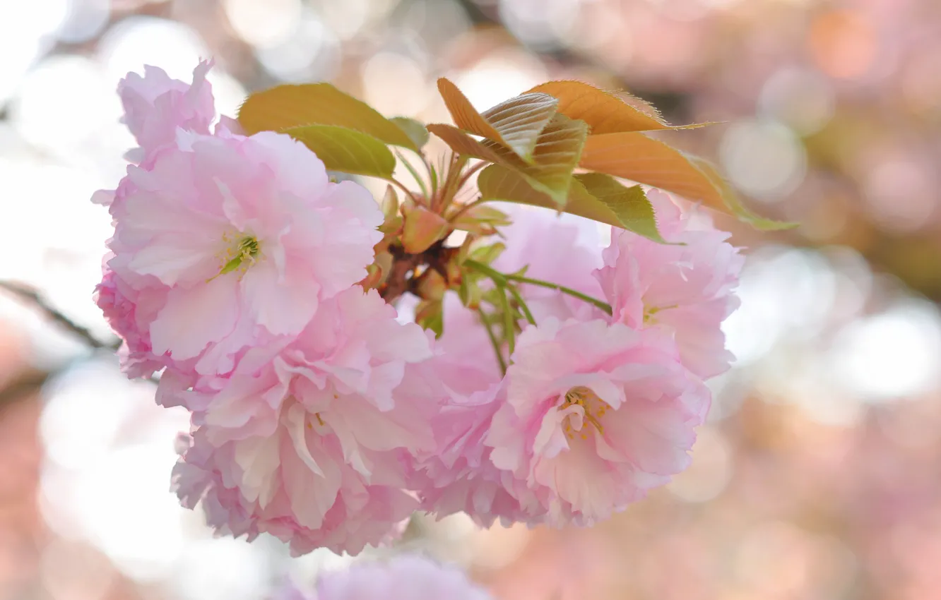 Photo wallpaper leaves, flowers, glare, background, branch, Sakura, pink