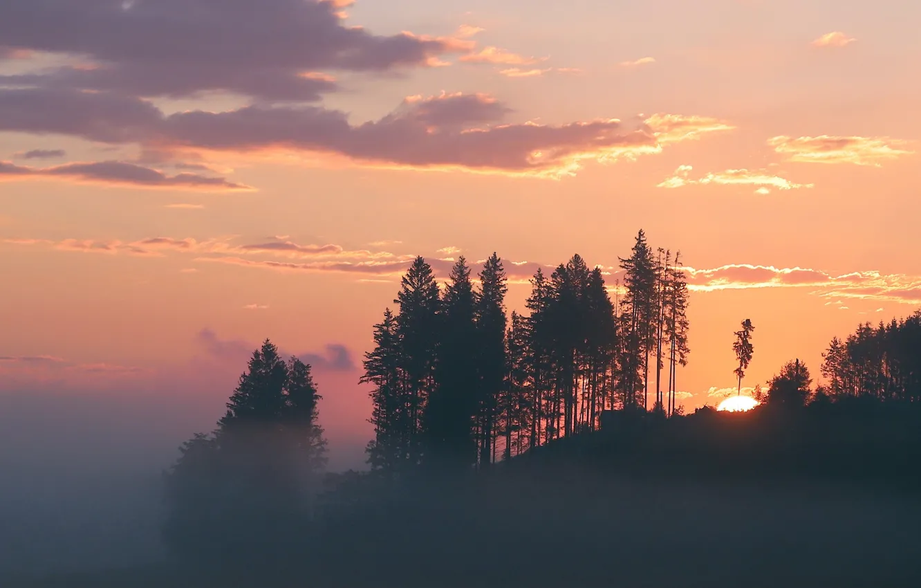 Photo wallpaper forest, sunset, fog
