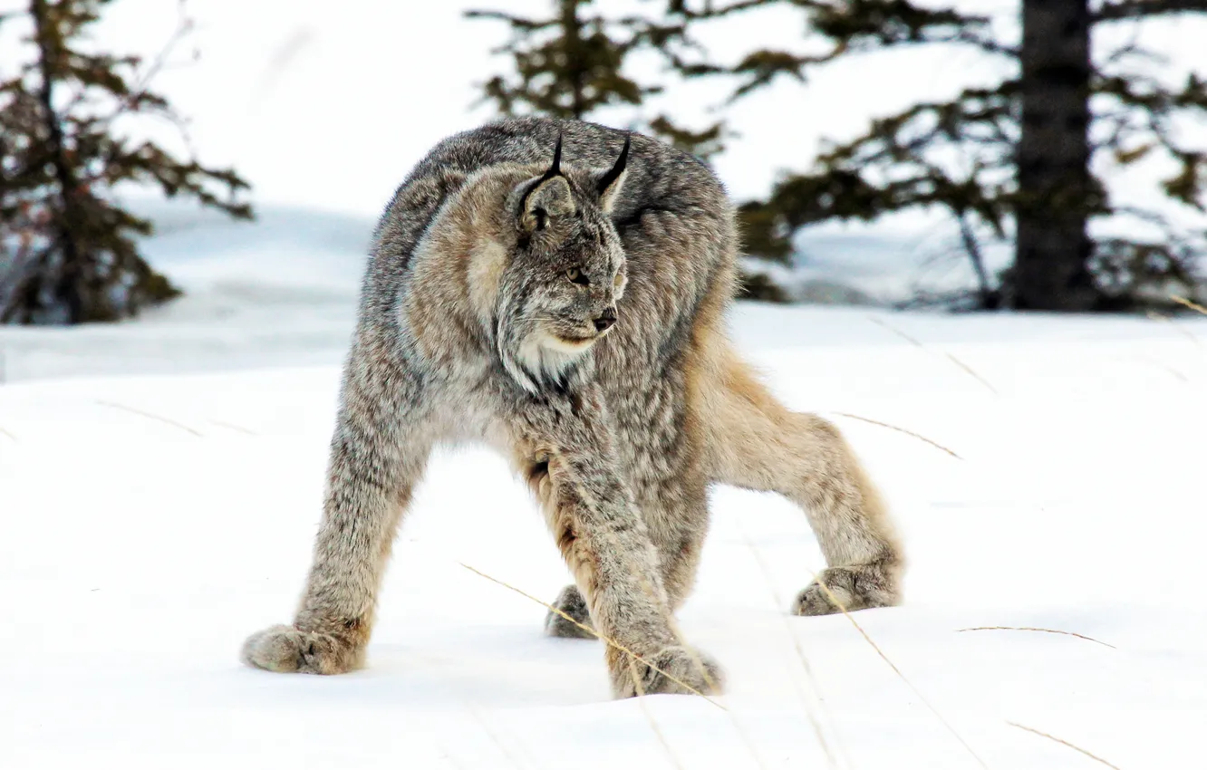Photo wallpaper winter, snow, predator, lynx