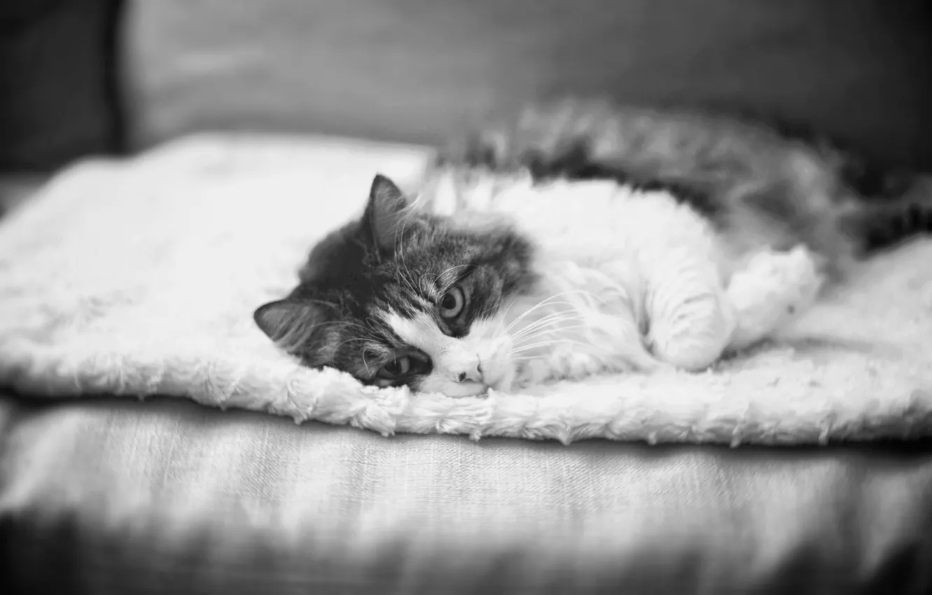 Photo wallpaper eyes, cat, photo, stay, b/W