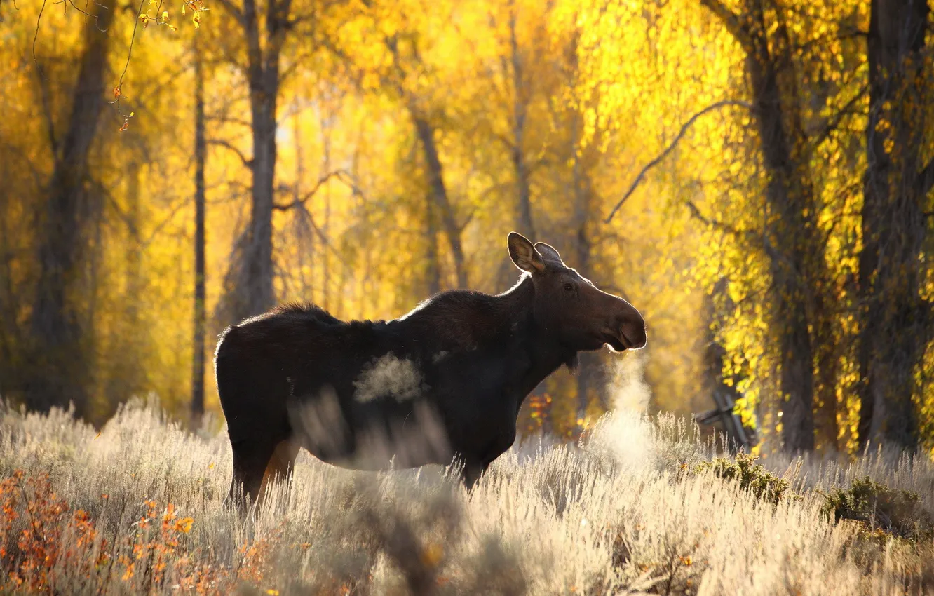 Photo wallpaper forest, nature, moose