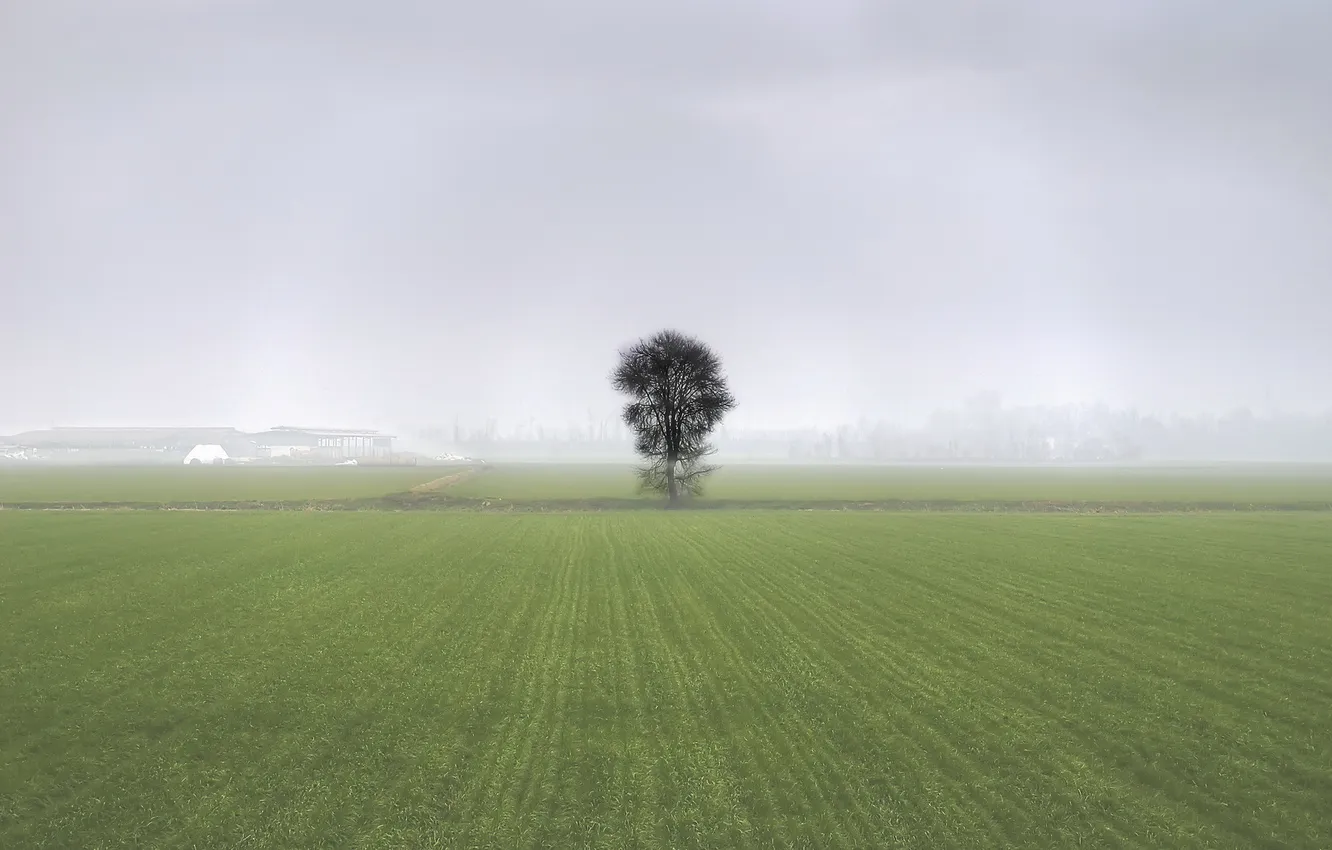 Photo wallpaper field, landscape, fog, tree