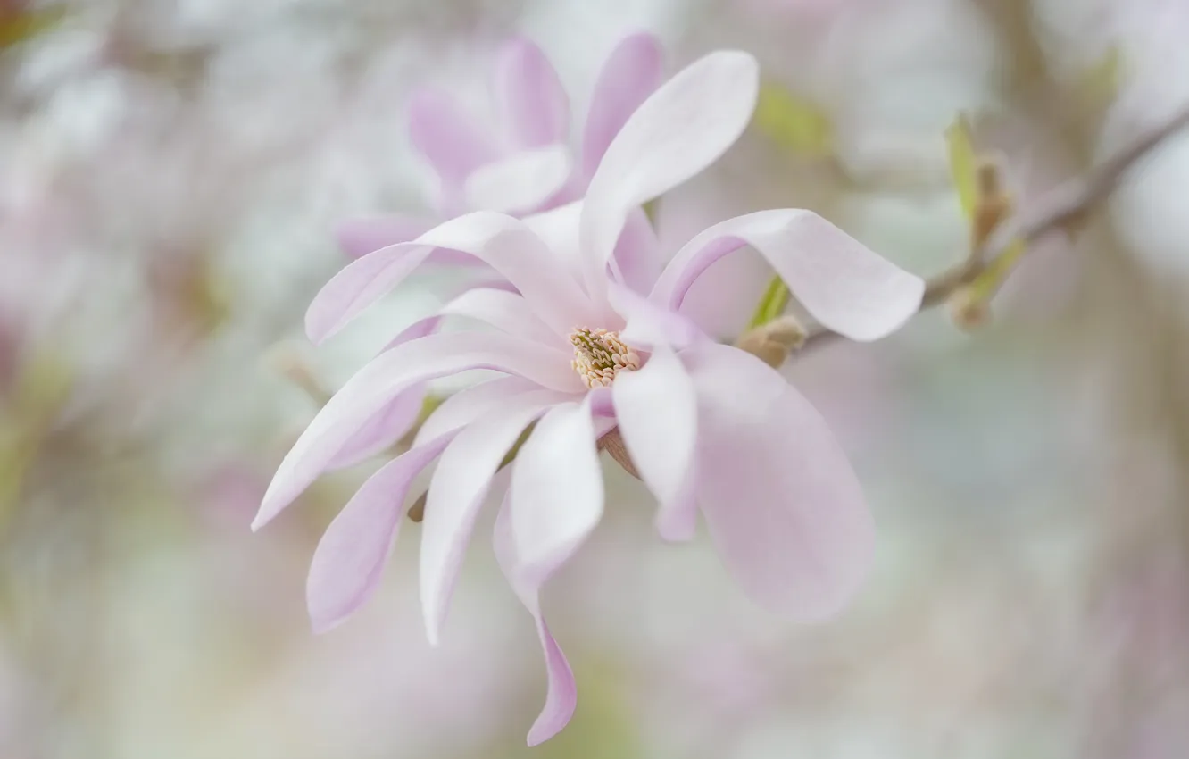 Photo wallpaper flower, background, pink, branch, blur