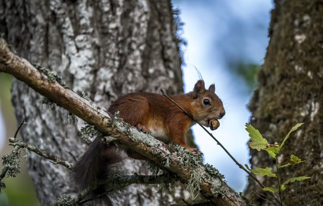Photo wallpaper trees, branches, protein, nuts