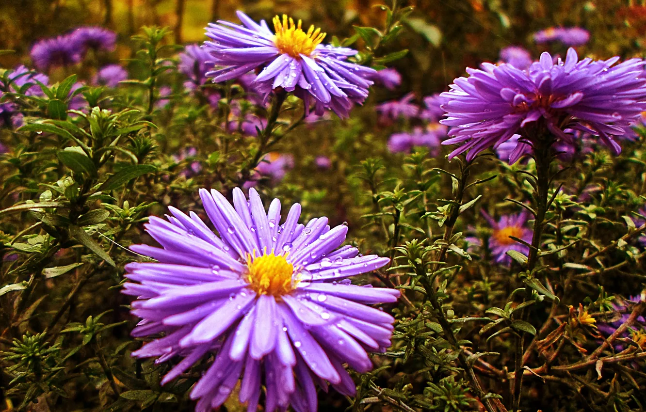 Photo wallpaper leaves, drops, flowers, Sept .