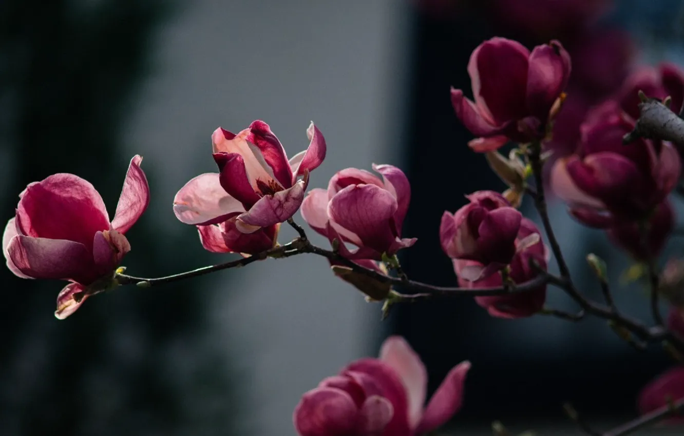 Photo wallpaper flowers, sprig, one, pink, kidney