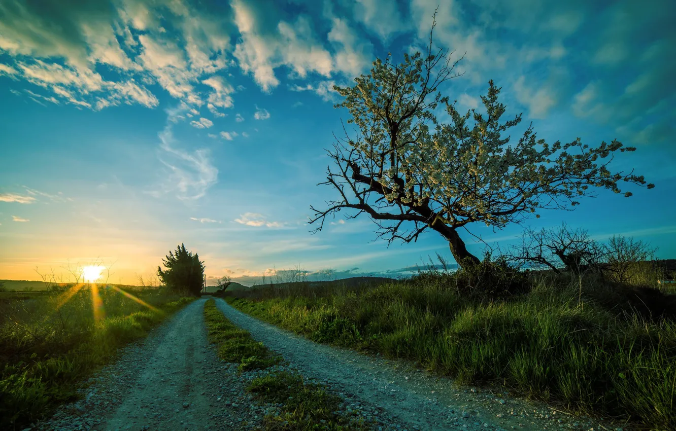 Photo wallpaper road, trees, sunset