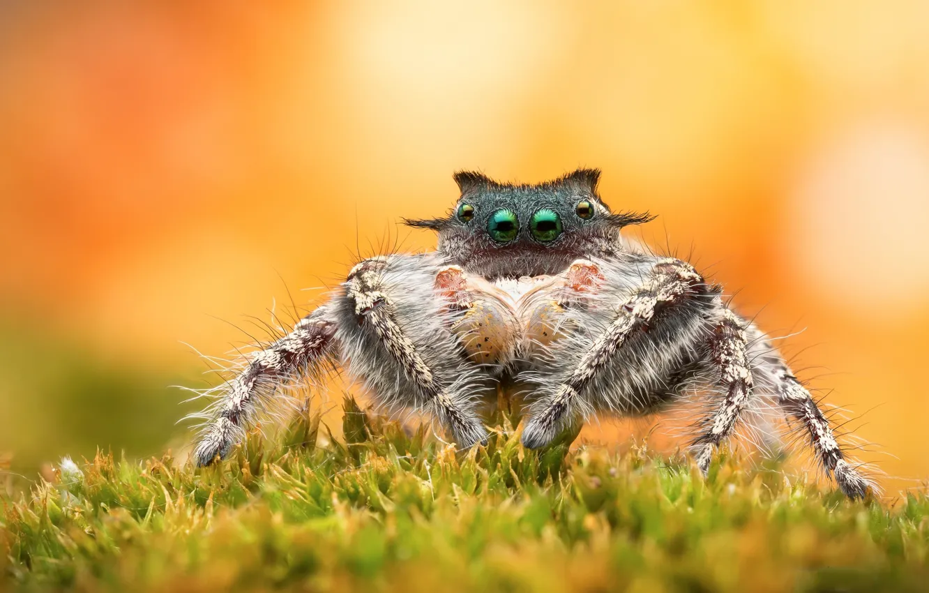 Photo wallpaper background, spider, jumper