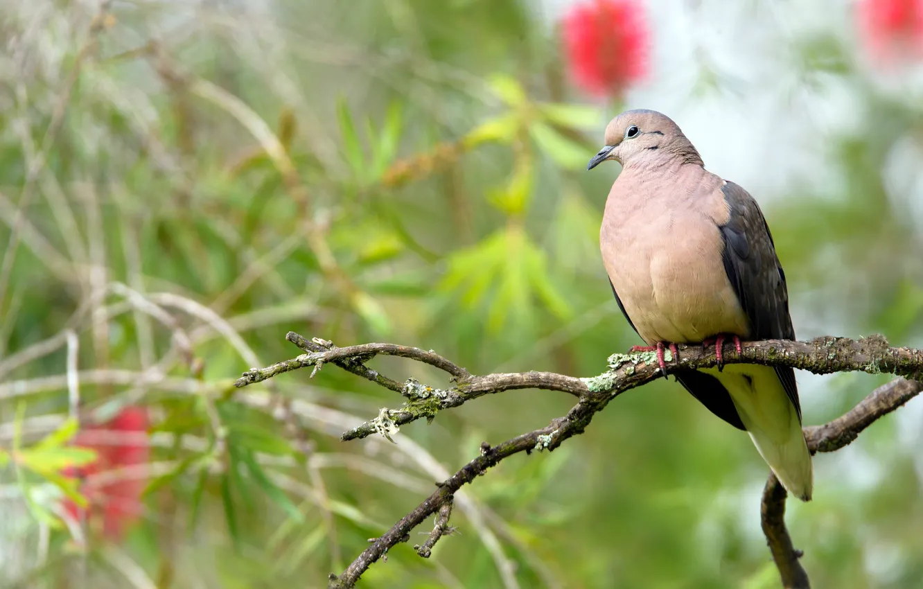 Photo wallpaper flowers, branches, background, bird, pigeons, brown, beige, bokeh