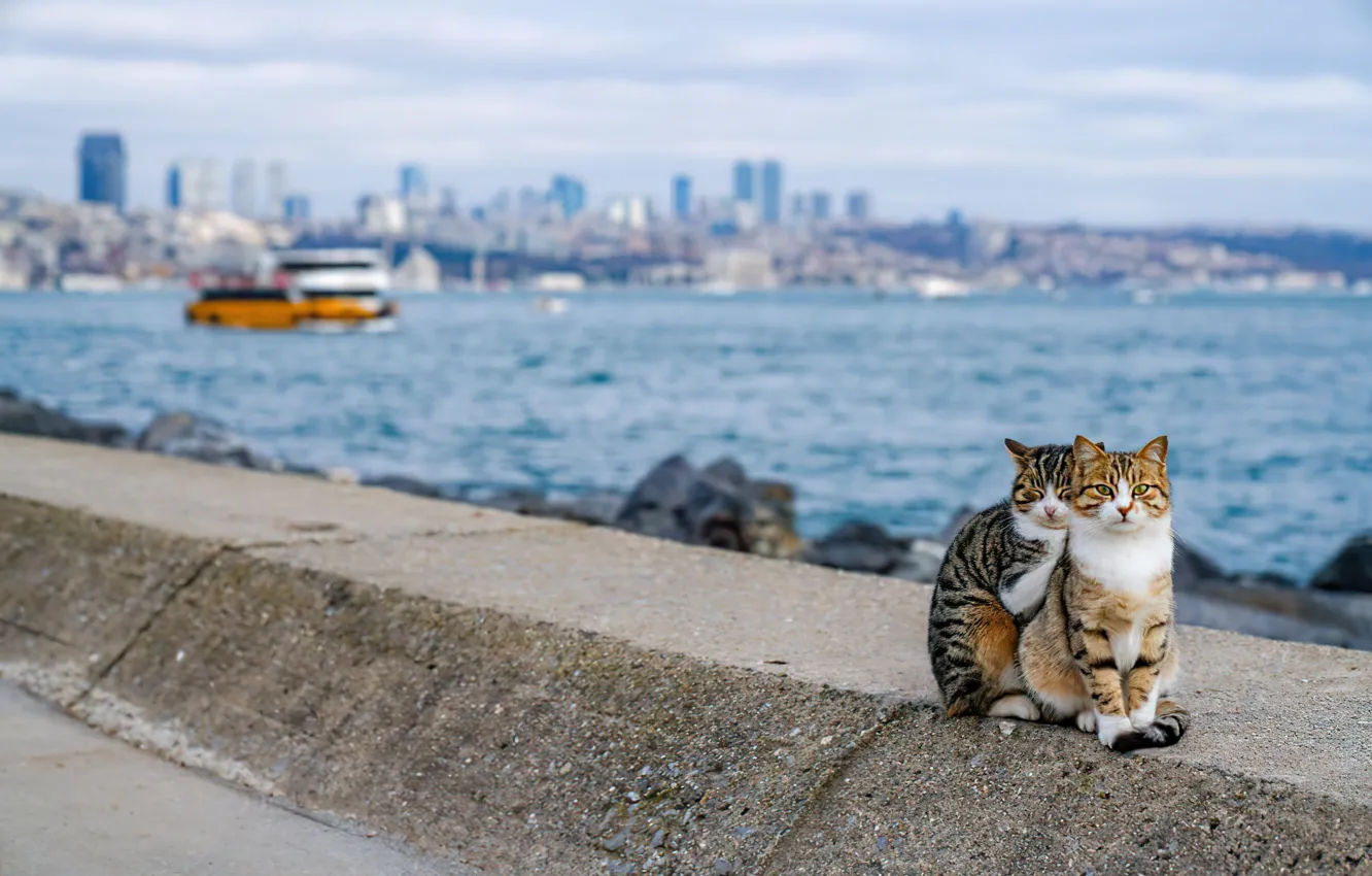 Photo wallpaper Istanbul, cats, Turkey, Cat