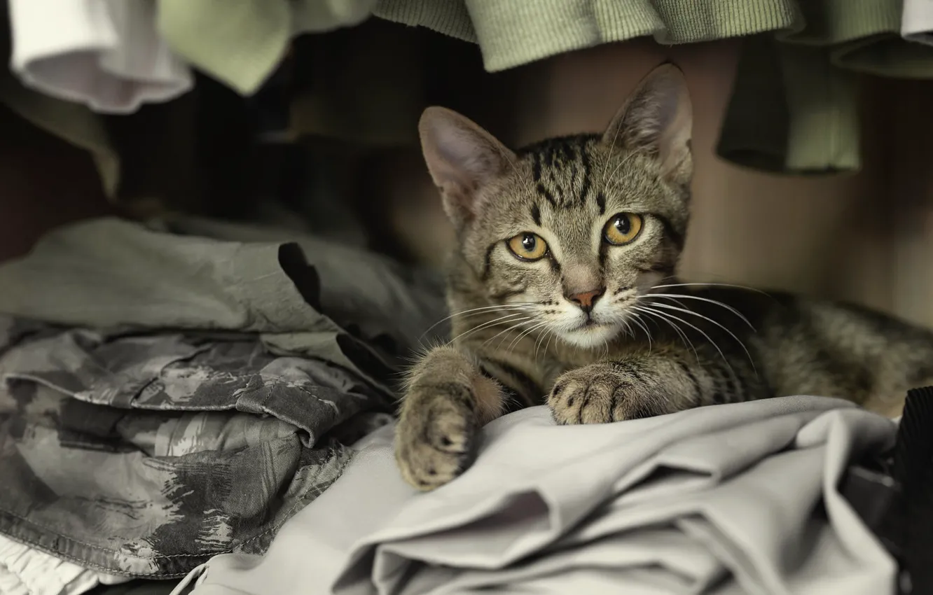 Photo wallpaper cat, grey, clothing, fabric, kitty, face, pants, bokeh
