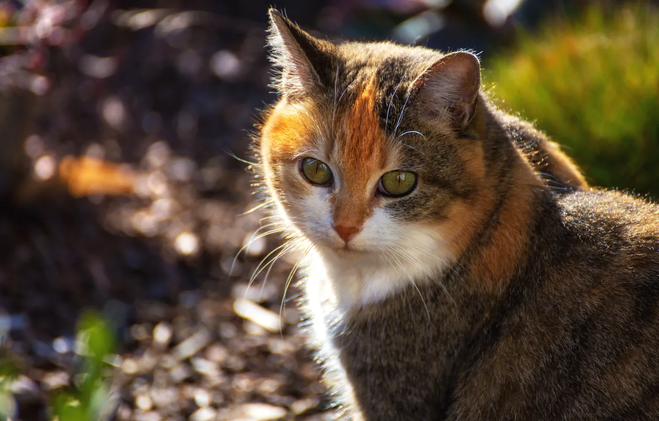 Photo wallpaper cat, look, face, background, portrait, red, bokeh, spotted