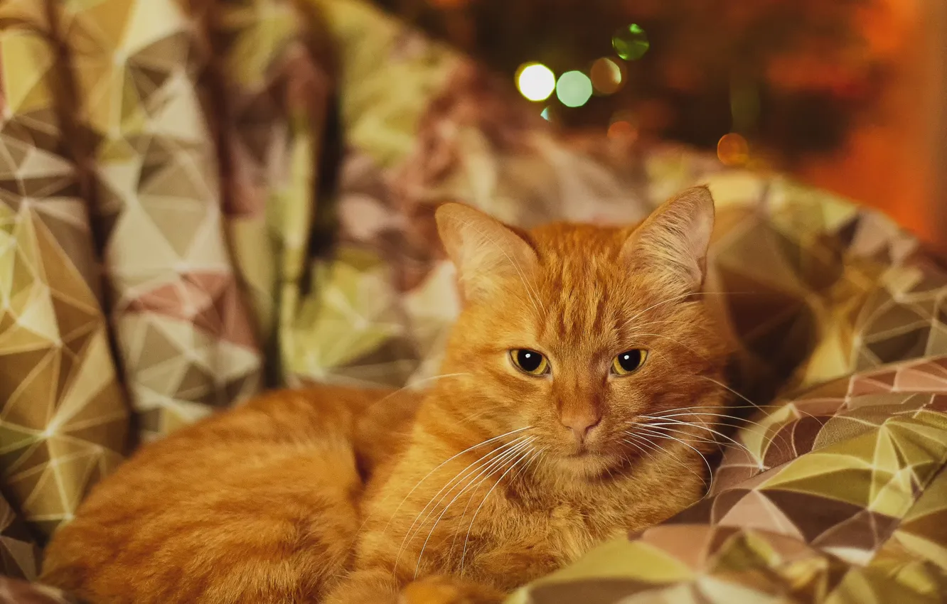 Photo wallpaper cat, cat, red, garland, bokeh