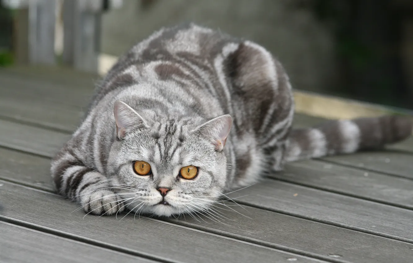 Photo wallpaper cat, cat, look, face