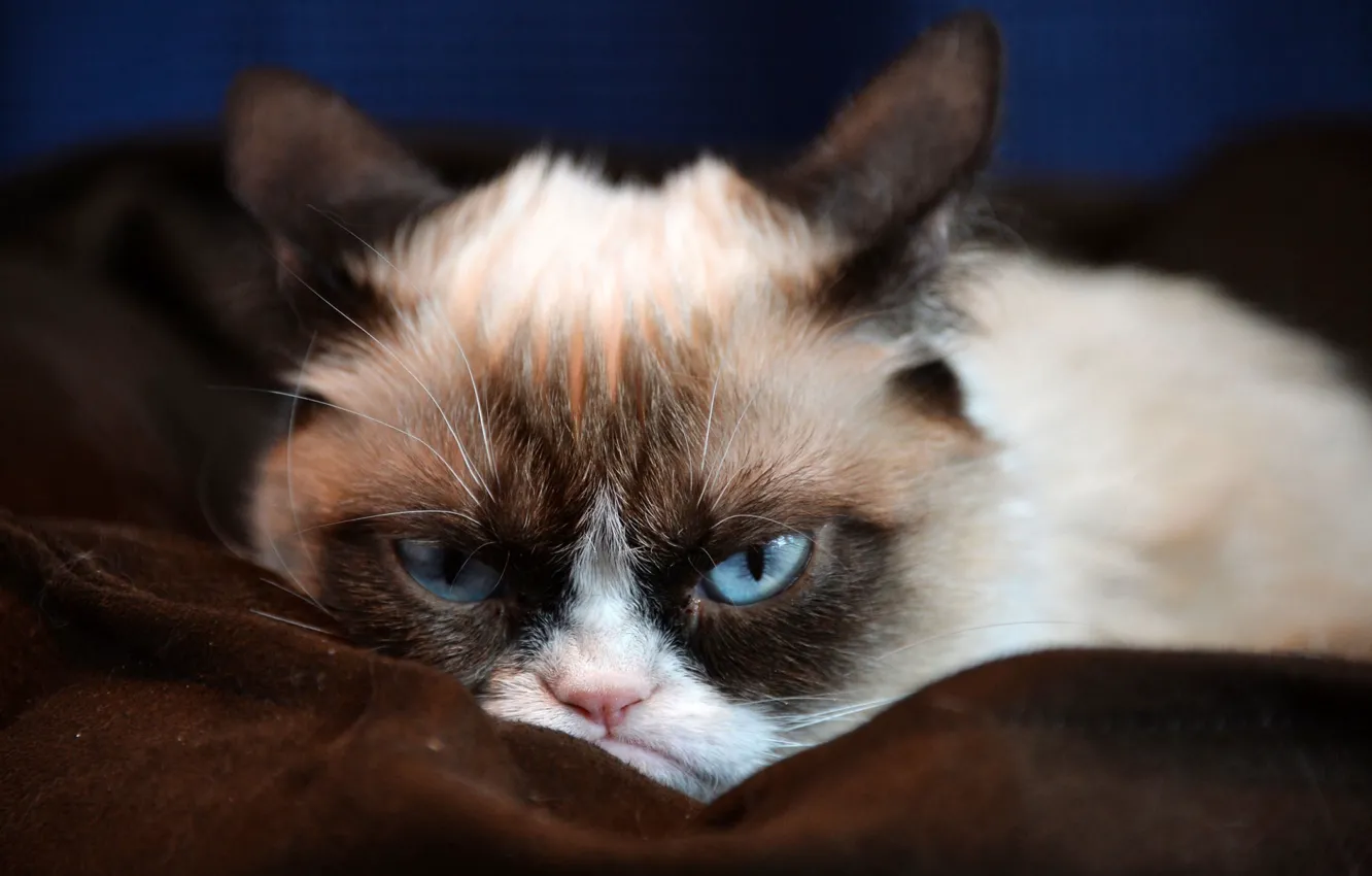 Photo wallpaper cat, hatred, the evil eye, gray-blue eyes