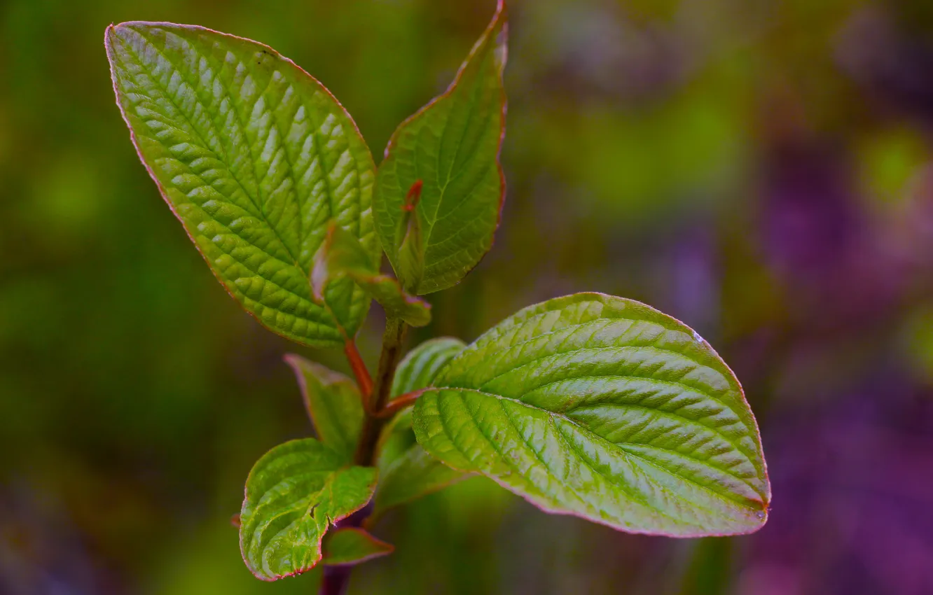 Photo wallpaper spring, leaf, plant