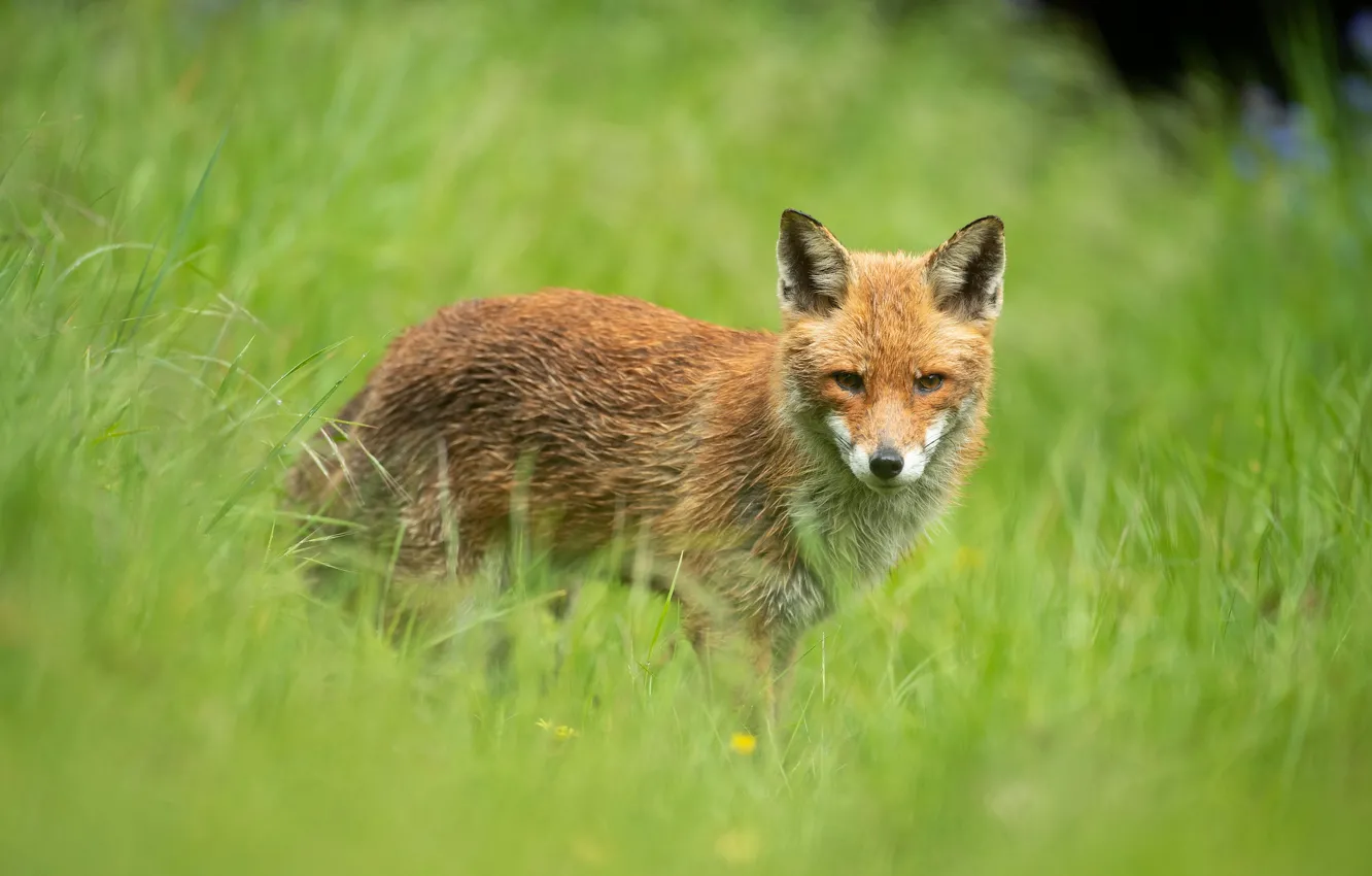 Photo wallpaper grass, look, face, nature, pose, green, background, portrait