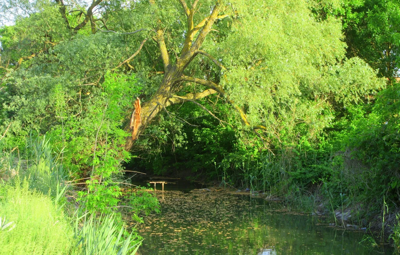 Photo wallpaper trees, lake, Meduzanol ©, spring 2018, IVA