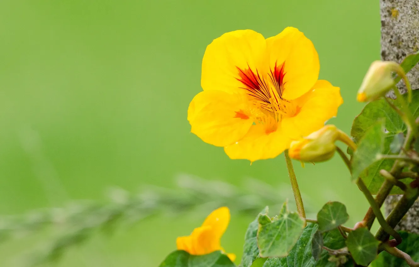 Photo wallpaper flowers, background, nasturtium