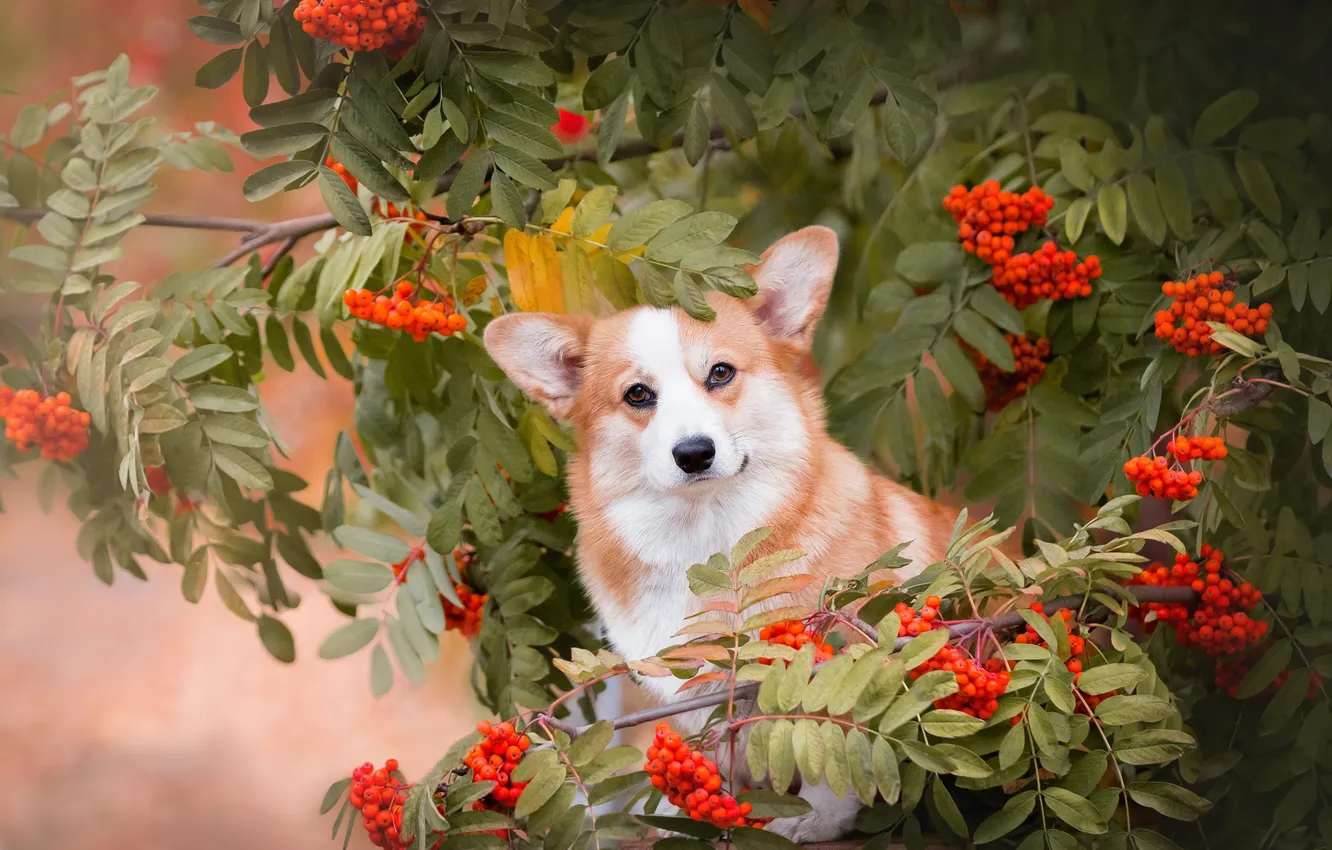 Photo wallpaper leaves, branches, berries, dog, face, Rowan, Welsh Corgi, Natalia Stepanova