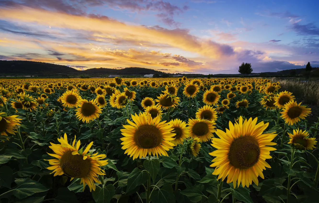 Photo wallpaper field, summer, clouds, sunflowers, flowers, blue