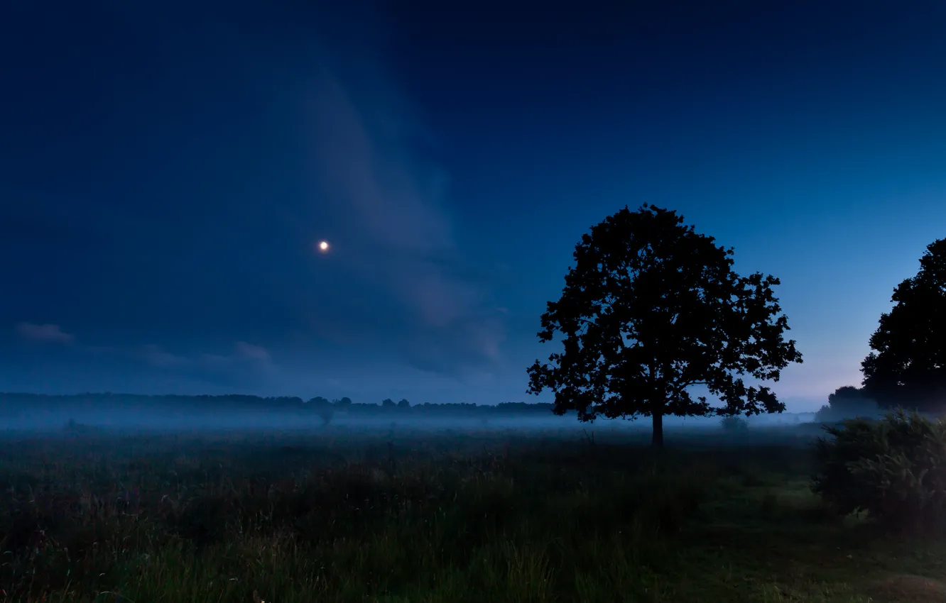 Photo wallpaper field, summer, night, fog, tree, the moon