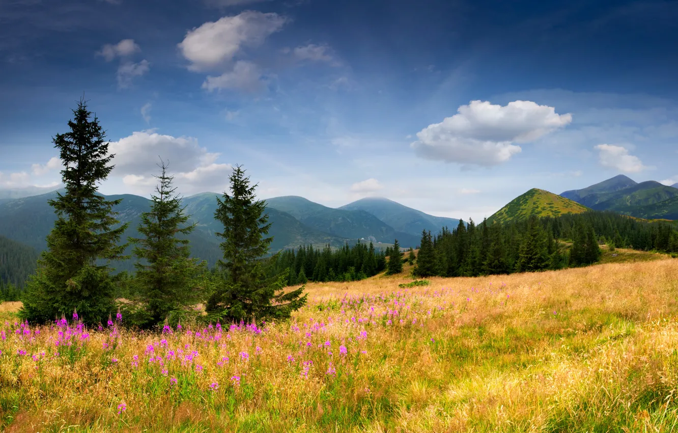 Photo wallpaper field, the sky, grass, clouds, trees, flowers, mountains, nature